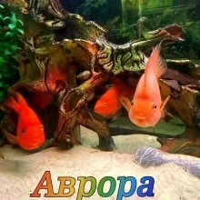 Аврора